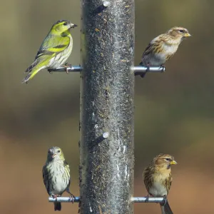 Siskins and Redpolls (Carduelis flammea) at Niger bird seed feeder - New Forest - Hampshire - UK