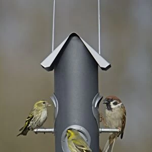 Siskins and Tree Sparrow (Passer montanus) - at feeder in garden, Lower Saxony, Germany