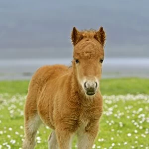 Skewbald Shetland Pony foal on pasture looking into camera Central Mainland, Shetland Isles, Scotland, UK