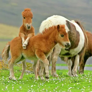 Skewbald Shetland Pony funny foals on pasture Central Mainland, Shetland Isles, Scotland, UK