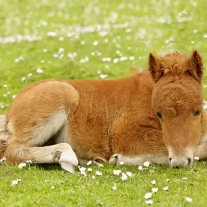 Skewbald Shetland Pony - resting foal on pasture Central Mainland, Shetland Isles, Scotland, UK Skewbald Shetland Pony - resting foal on pasture Central Mainland, Shetland Isles, Scotland, UK