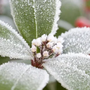 Skimmia Buds and Leaves Frosted Skimmia Buds and Leaves Frosted
