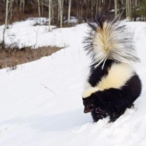 Skunk - in snow, winter