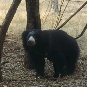 Sloth Bear In wooded area India