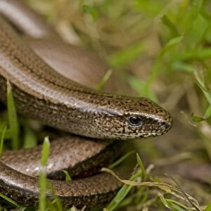 Slow Worm - England - UK - Legless lizard - Feeds on slow-moving creatures such as slugs - Tends to lie up under roots-stones-old planks compost heaps-etc - Common throughout Britain
