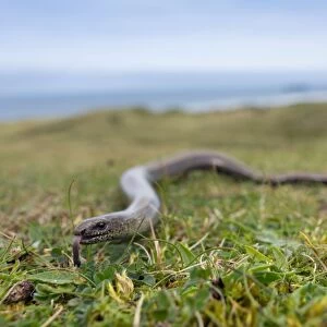 Slow Worm - Upton Towans, Cornwall, UK