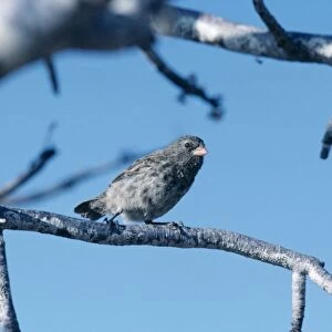 Small Ground Finch In tree N. Seymour, Galapagos Islands