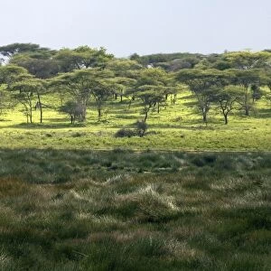 Small marsh at Ndutu - part of Ngorongoro conservation area - Tanzania - Africa