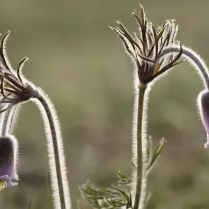Small Pasque flower (Pulsatilla pratensis), evening light. Sweden