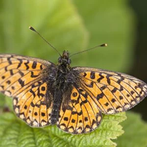 Small Pearl Bordered Fritillary Butterfly - Cornwall - UK