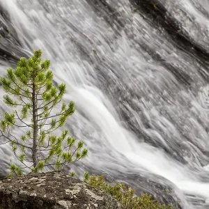 Small pine tree and Gibbon Falls, Yellowstone National Park, Wyoming Date: 06-10-2021 Small pine tree and Gibbon Falls, Yellowstone National Park, Wyoming Date: 06-10-2021