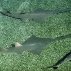 Small-toothed Sawfish Small-toothed Sawfish