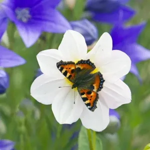 Small Tortoiseshell Butterfly - feeding on flower in garden - Lower Saxony - Germany Small Tortoiseshell Butterfly - feeding on flower in garden - Lower Saxony - Germany