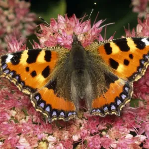 Small Tortoiseshell Butterfly - on ice plant - UK Small Tortoiseshell Butterfly - on ice plant - UK