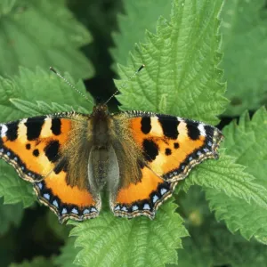 Small Tortoiseshell Butterfly - on Nettle