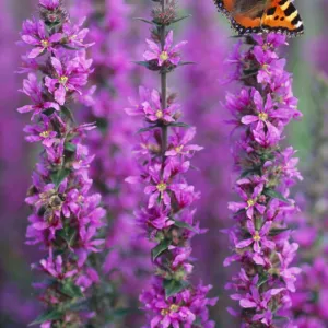 Small Tortoiseshell Butterfly - resting on Purple-loosestrife