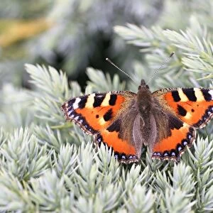 Small Tortoiseshell Butterfly - Wings open basking on juniper Bedfordshire UK