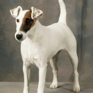 Smooth Fox Terrier Dog