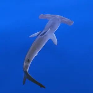 Smooth Hammerhead Shark - underwater Smooth Hammerhead Shark - underwater