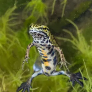 Smooth Newt - breeding male - Italy Smooth Newt - breeding male - Italy