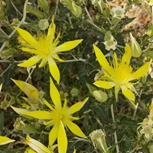 Smooth-stemmed Mentzelia / Blazing Star (Mentzelia laevicaulis), nrth California