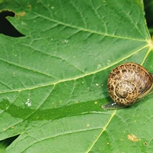 Snail - slimy trail on leaf - UK