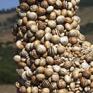 Snails - aestivating during the dry season. Tarifa - Spain