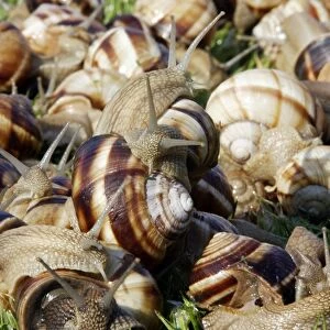 Snails - "Escargot Turc" (Turkish snail) - edible