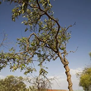 Snake Vine Growing on tree near Broome Bird Observatory, Crab Creek Road, Broome Western Australia