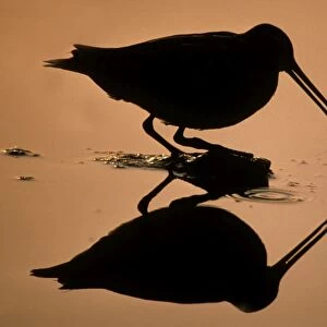 Snipe looking for food - against the light - silhouette Belgium