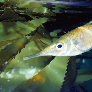 Snipefish / Trumpet Fish Australia, New Zealand, Japan