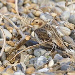 Snow Bunting - Single adult female in winter plumage on a shingle beach. Norfolk, UK