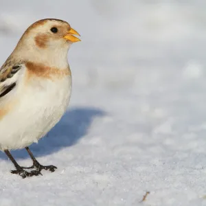 Snow Bunting - Single adult male perching on snow covered beach. Norfolk, UK