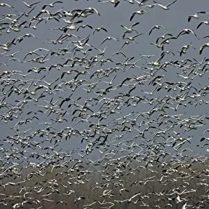 Snow Geese (Chen caerulescens) - NY - USA - Large group in flight - Montezuma Wildlife Refuge