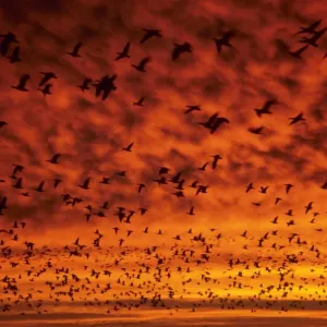 Snow Geese - at dawn - Bosque Del Apache - New Mexiico - USA BI015020 Snow Geese - at dawn - Bosque Del Apache - New Mexiico - USA BI015020