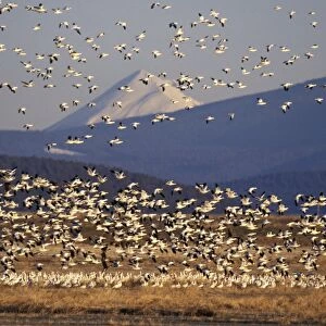 Snow geese during early spring migration. Lower Klamath National Wildlife Refuge, California, Oregon. B5599