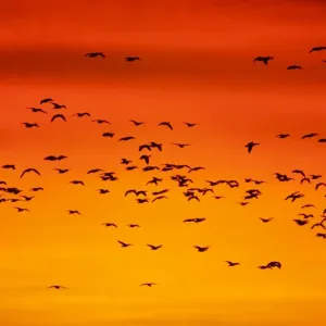 Snow Geese - Leaving Roost Site before Dawn - Bosque Del Apache NWR - New Mexico - USA BI017157 Snow Geese - Leaving Roost Site before Dawn - Bosque Del Apache NWR - New Mexico - USA BI017157