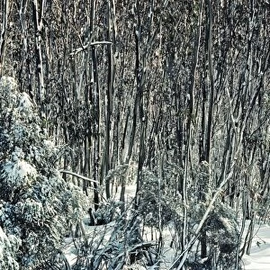 Snow Gums - Woodland in winter snow - Kosciuszko National Park - New South Wales - Australia JPF09548