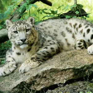 Snow Leopard