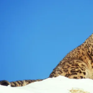 Snow Leopard Endangered species