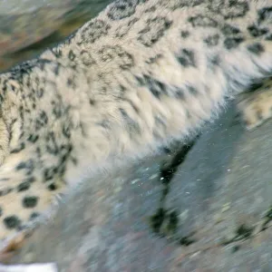 Snow Leopard - Endangered Species, pouncing from rocks into snow, 4MR1262