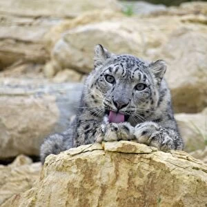 Snow Leopard - female cleaning