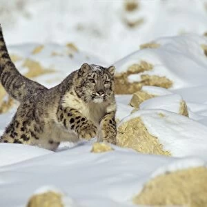 Snow Leopard - running through snow - Endangered Species