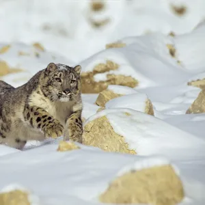 Snow Leopard - running through snow - Endangered Species