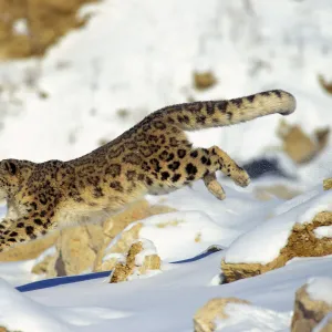 Snow Leopard - Running through snow with rocks behind. 4MR335