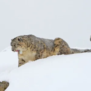 Snow leopard - in snow. Latin also Uncia uncia