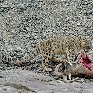 Snow Leopard - in wild - on male Bharal (Pseudois nayaur) kill - Rumbak valley - Ladakh - J & K India
