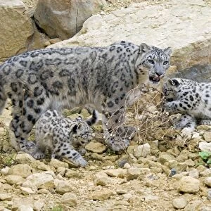 Snow Leopards - female with cubs