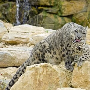 Snow Leopards - female washing cub