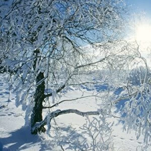 SNOW - on Tree